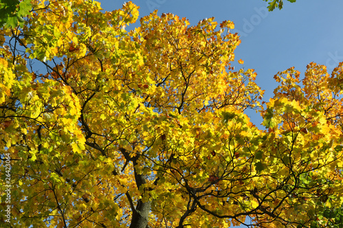 Fototapeta Naklejka Na Ścianę i Meble -  Laubbaum im goldenen Herbst