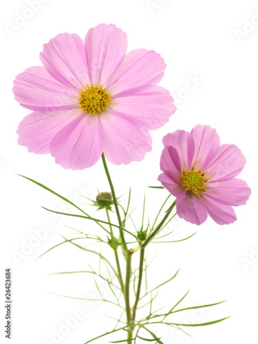 Cosmos bipinnatus