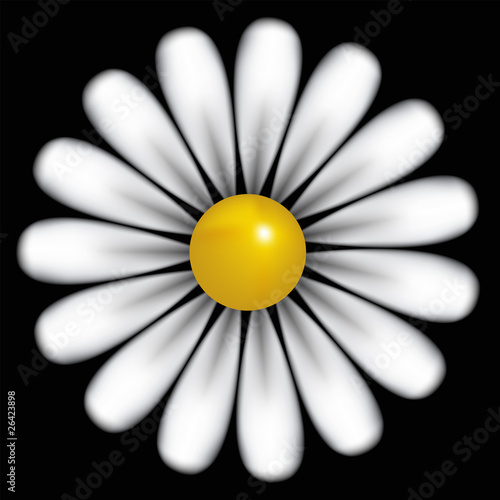 White daisy background, vector