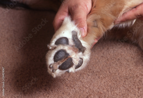 gros plan de la patte d'un golden retriever