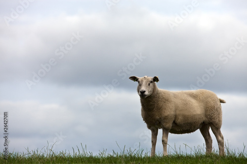 one sheep in grassland