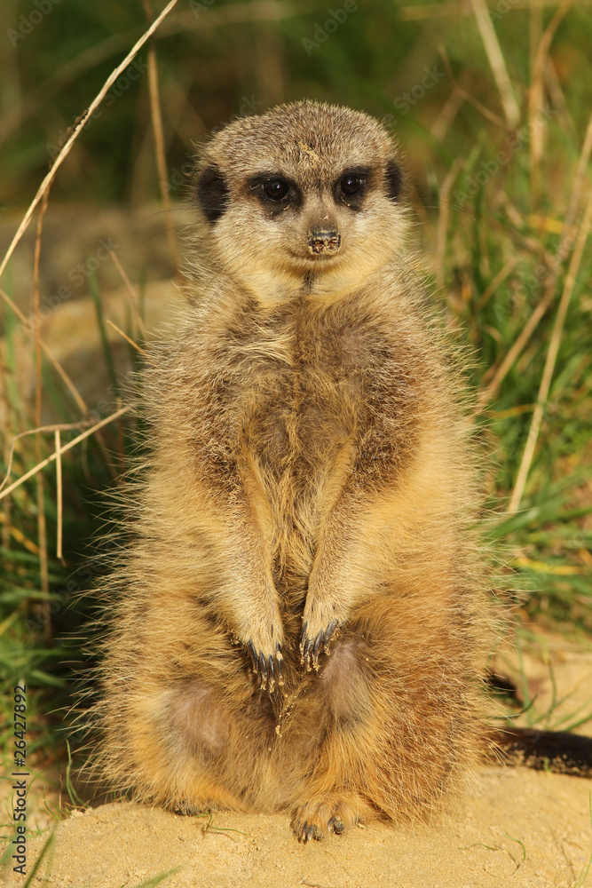 Fototapeta premium Little meerkat
