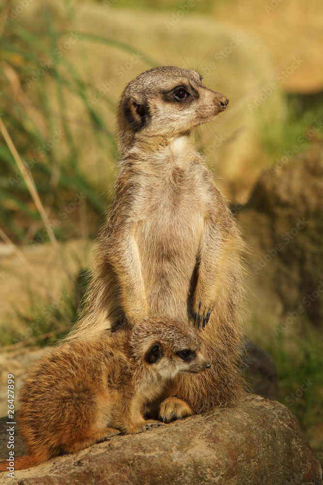 Fototapeta premium Mother meerkat with baby