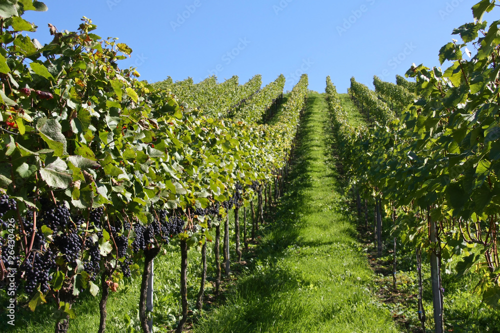 Naklejka premium Alley trough the vines