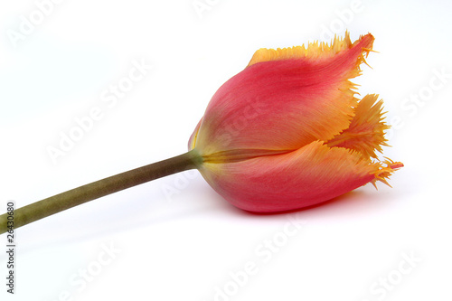 Quadro su tela Tulipe