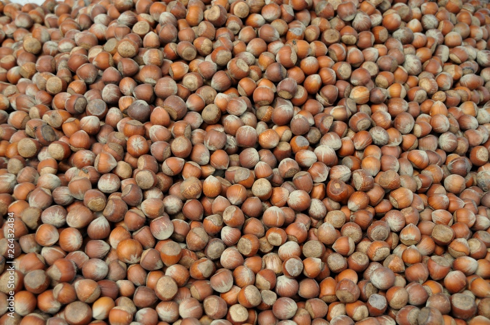 hazelnut hazelnut