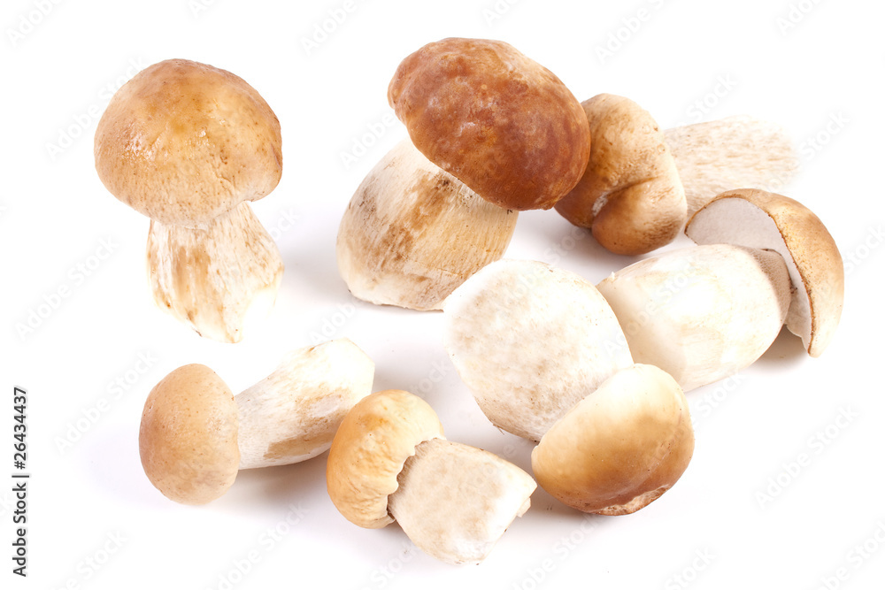 many boletus edulis many boletus edulis