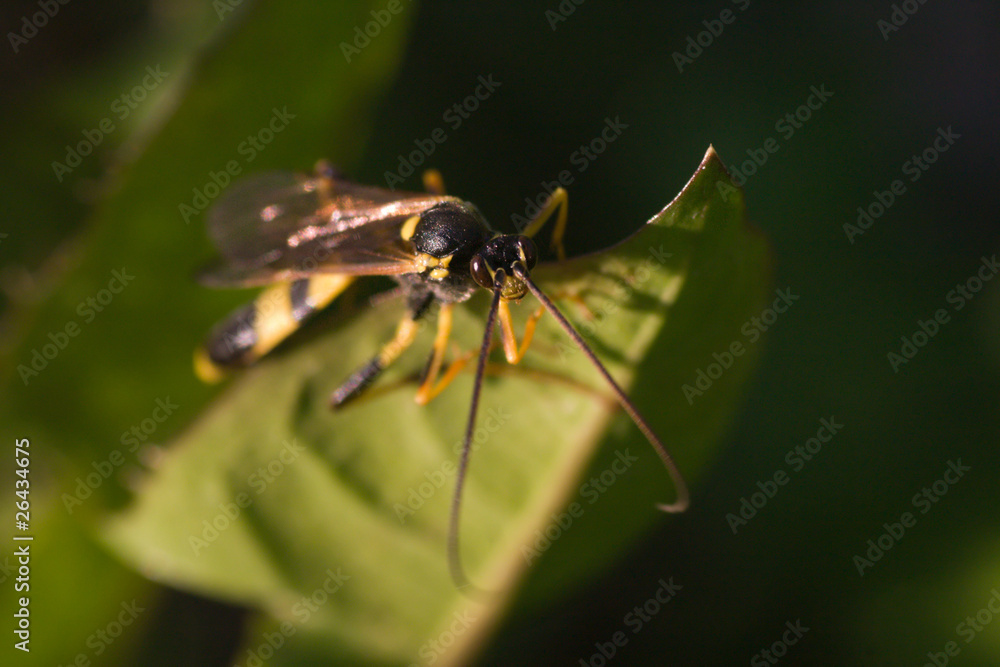 insect on leaf