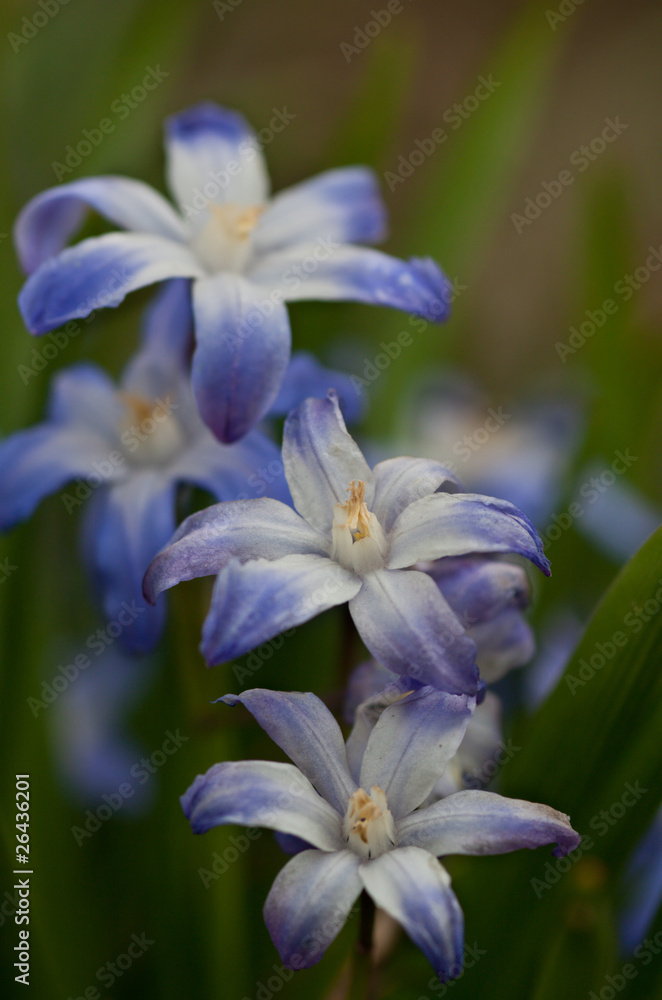 Floral background of blue and white spring flowers close up Floral background of blue and white spring flowers close up