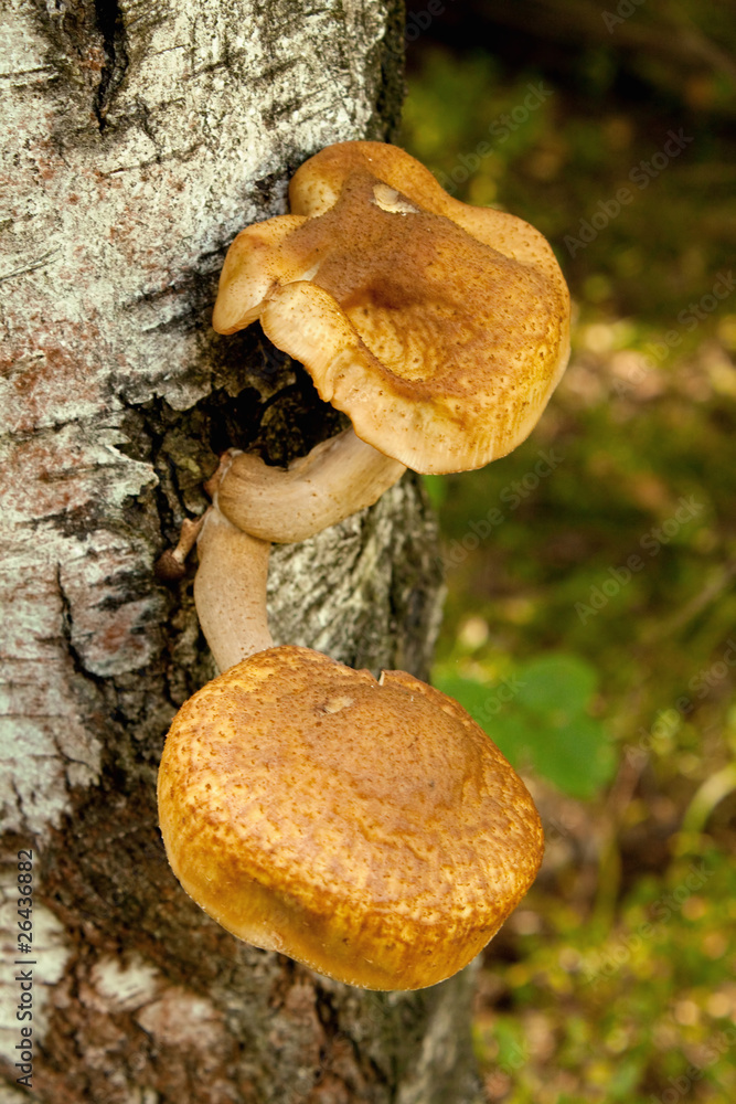 honey mushrooms growing at tree honey mushrooms growing at tree