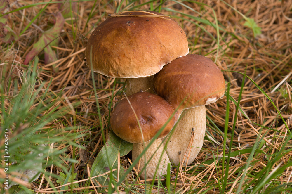 Three ceps. Three ceps.