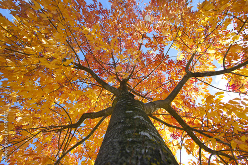 Autumn elm tree with the sky above