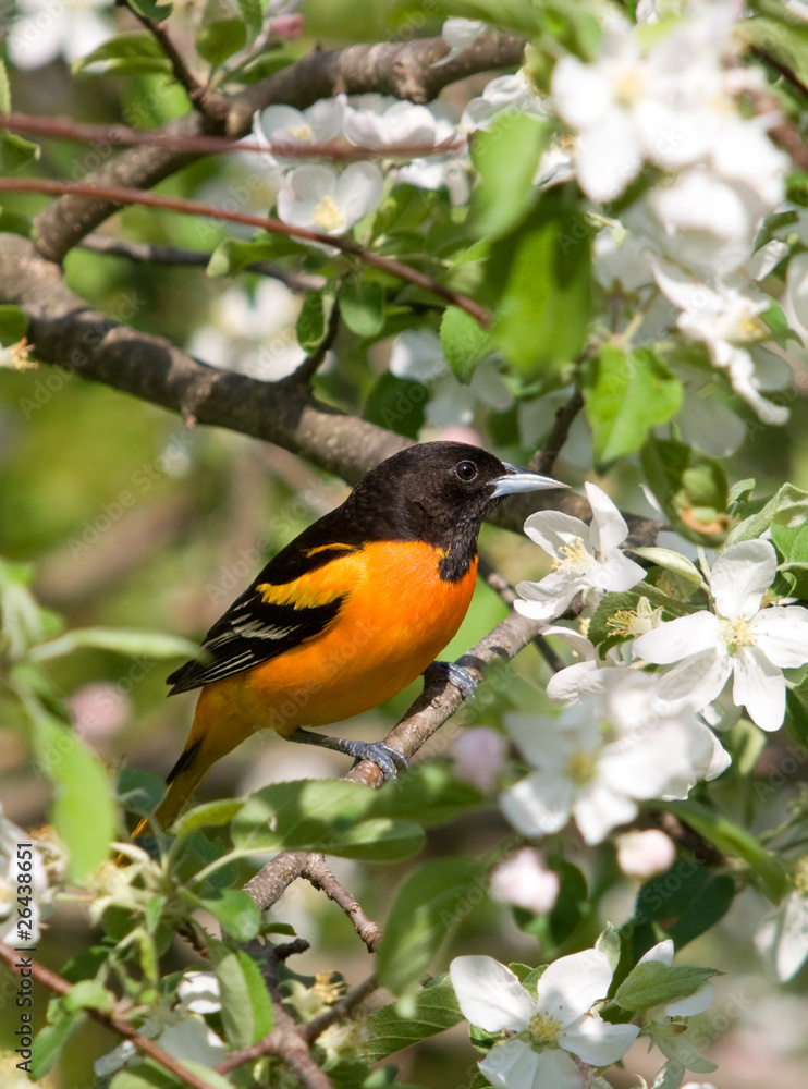Baltimore Oriole in Apple Blossoms Baltimore Oriole in Apple Blossoms