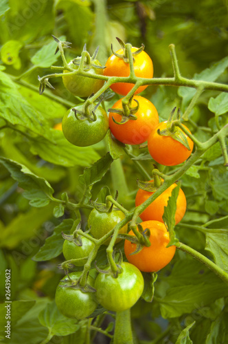 Sun Sugar variety cherry tomatoes