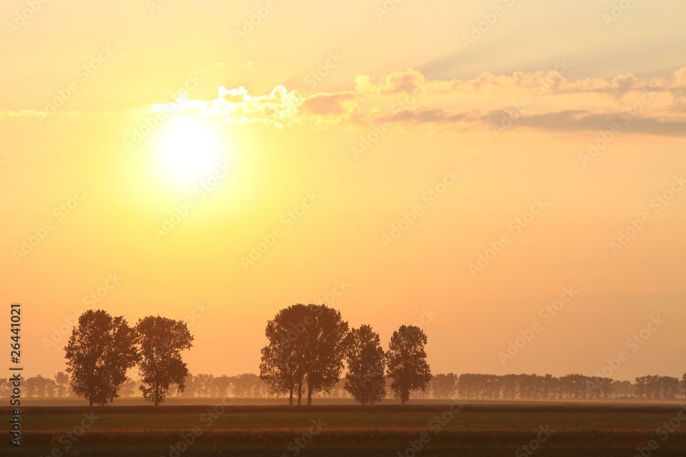 Misty summer sunrise with trees in the field of rape