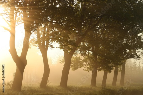 Sunlight backlit the maple trees surrounded by morning mist