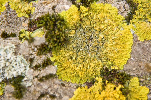 moss close up on stone