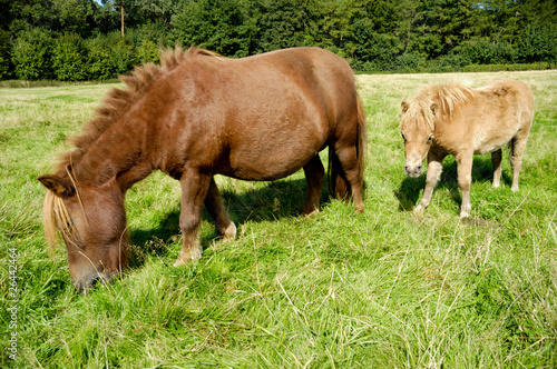 Horse mother and foal eating green grass