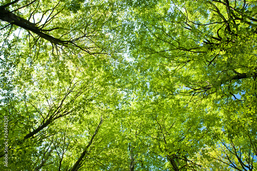 beech trees upward the sky