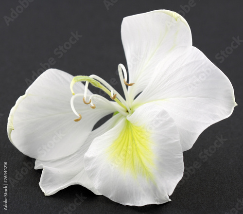 fleur blanche de bauhinia, l'arbre orchidée