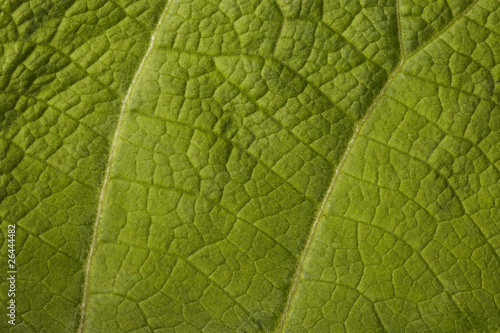 Close-up comfrey leaf pattern and texture