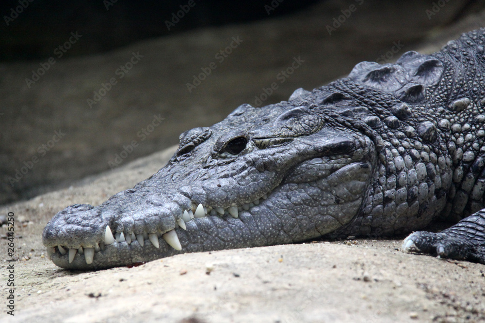 Central American crocodile Central American crocodile