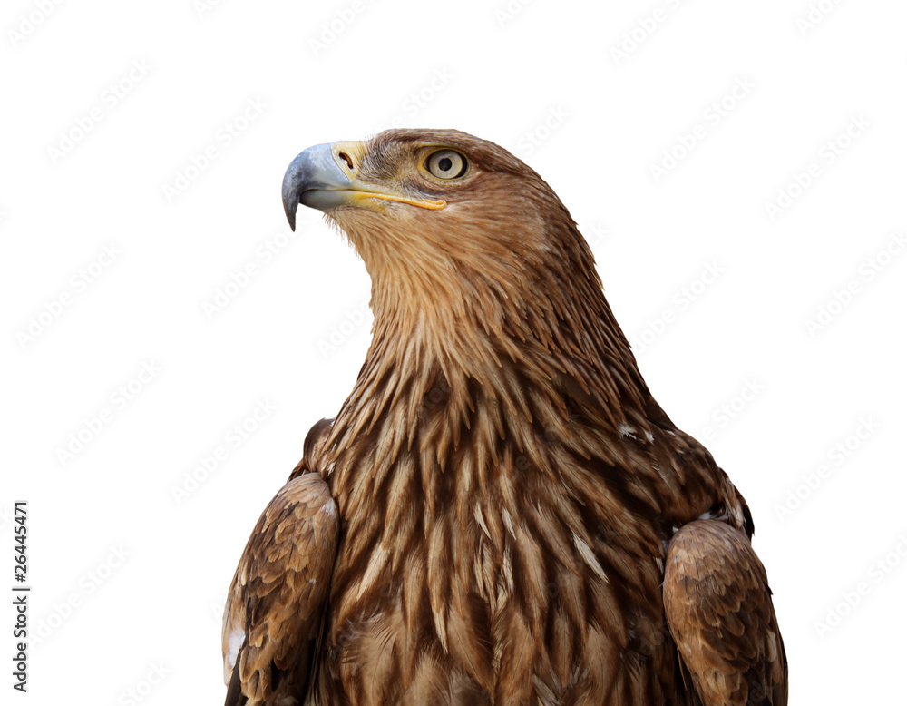 Obraz premium golden eagle isolated on white