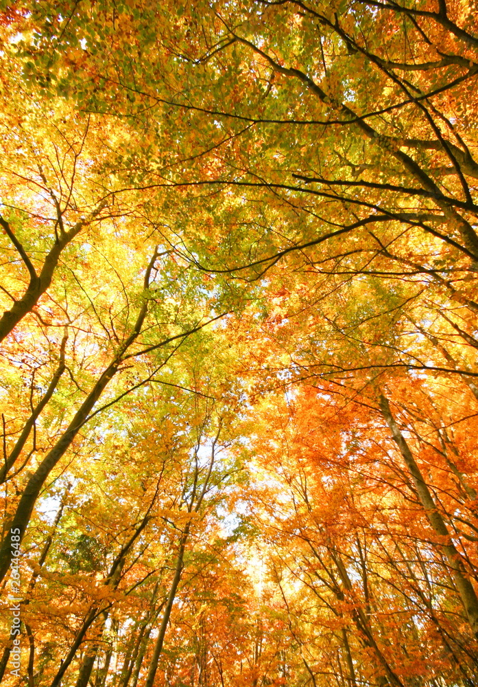 autumn tree branches with sky