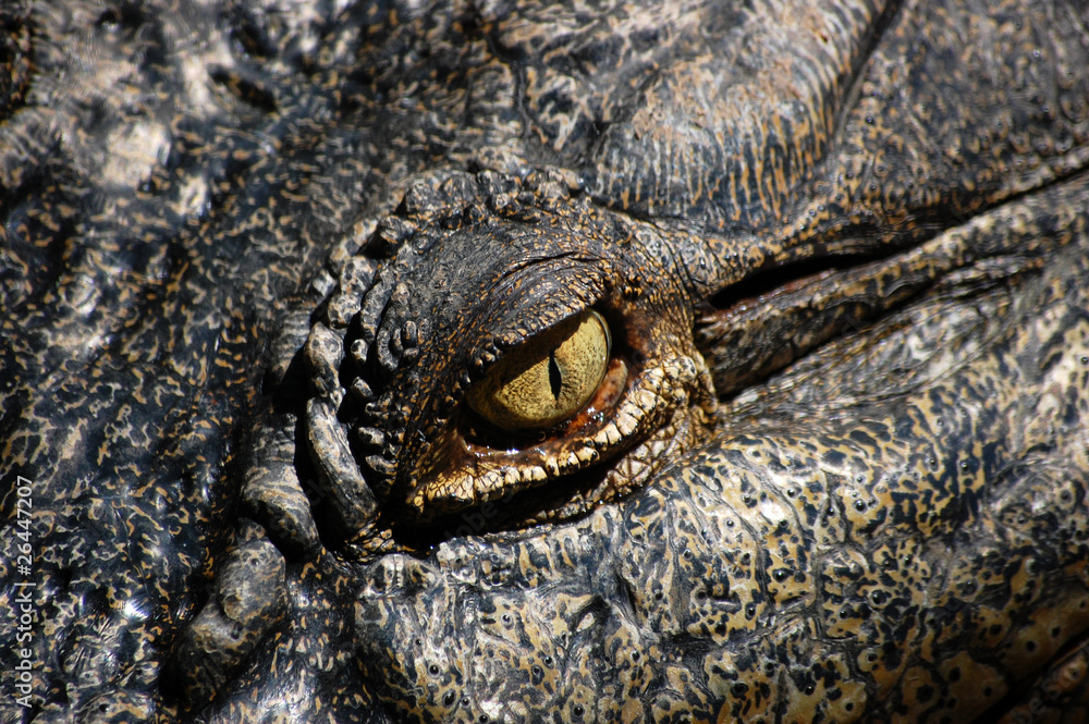 Naklejka premium Close up view of the eye of a crocodile.
