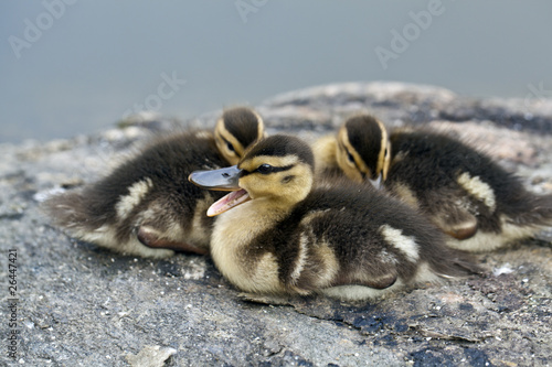 Baby Mallard ducks huddled on rocks in Central Park © John Anderson