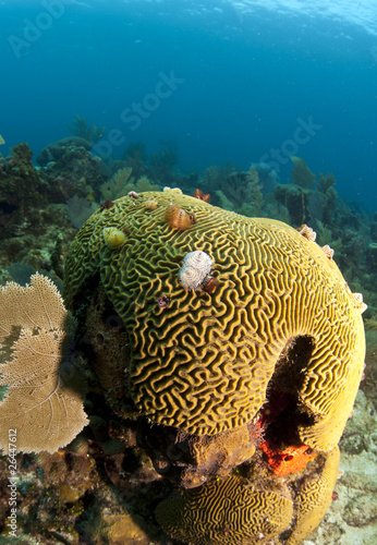 Coral reef brain coral