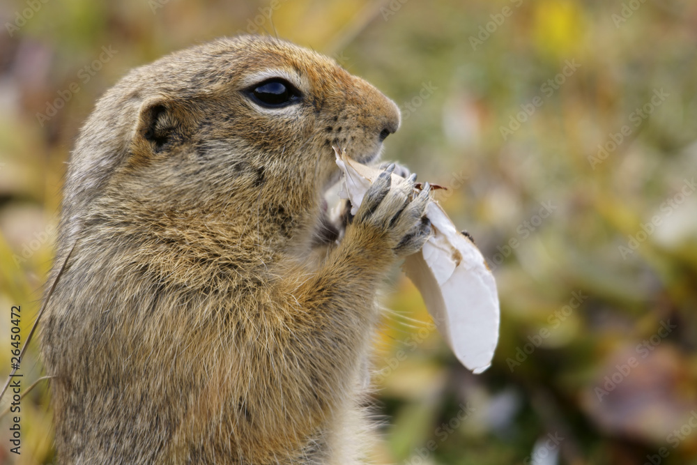 Fototapeta premium Ground Squirrel