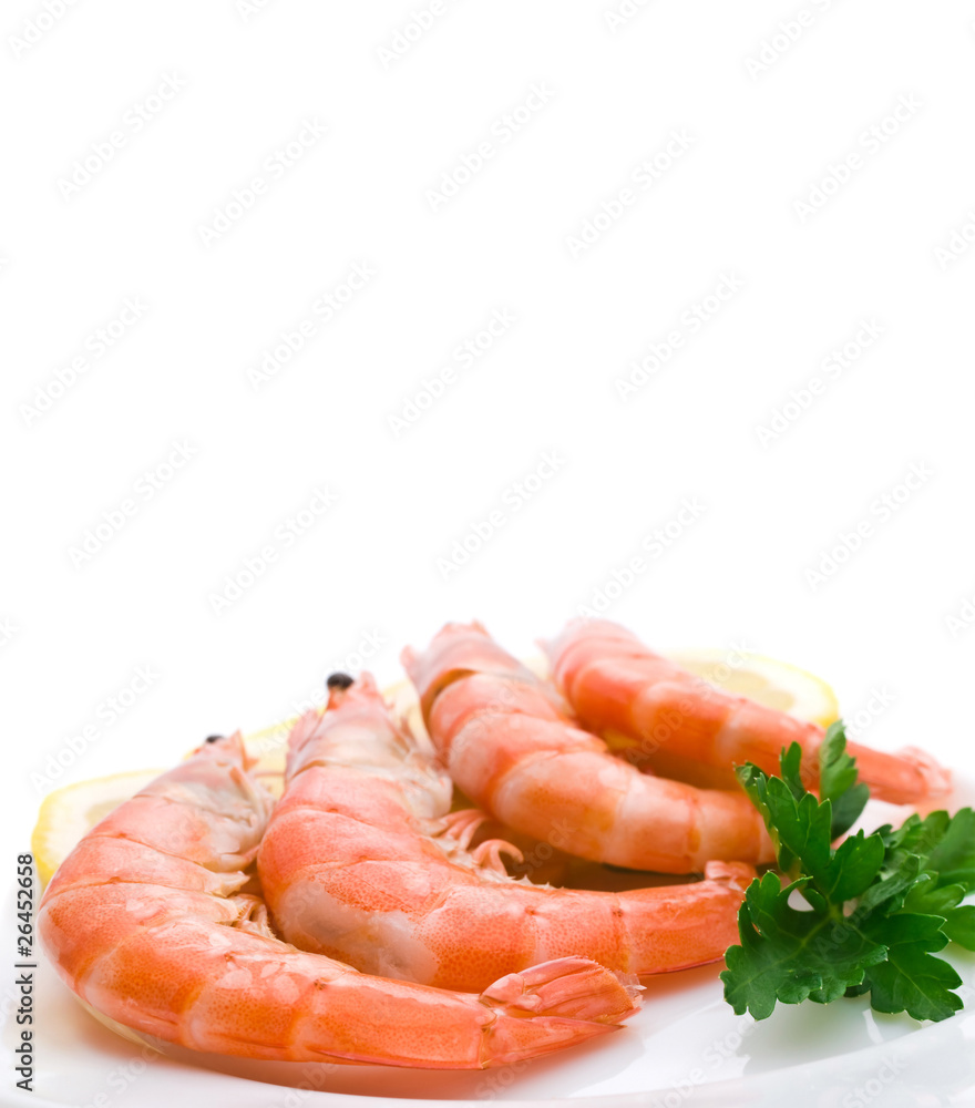 Shrimp on white background