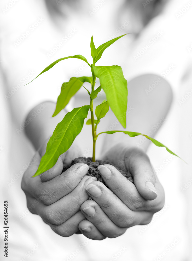 Plant in female hands