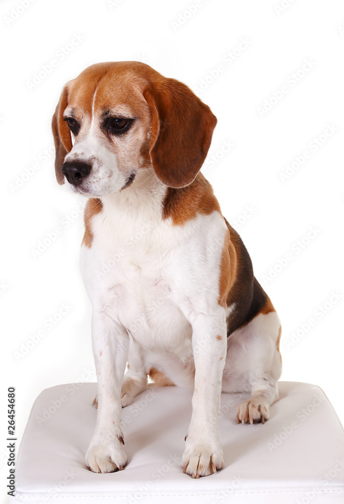 Sitzende Beagledame