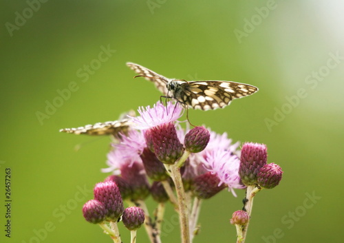 butterflys on pink flowers close up