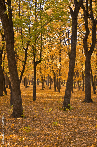 Autumn forest. Landscape. The ground is covered