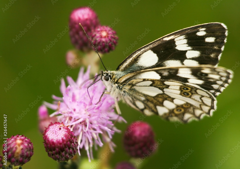 Fototapeta premium white black butterfly on pink flowers close up