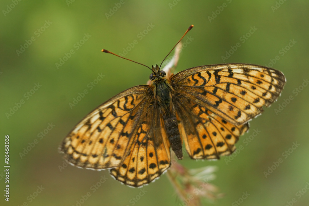 Obraz premium butterfly close up on green