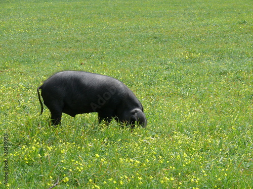 Schwarzes Schwein auf Mallorca
