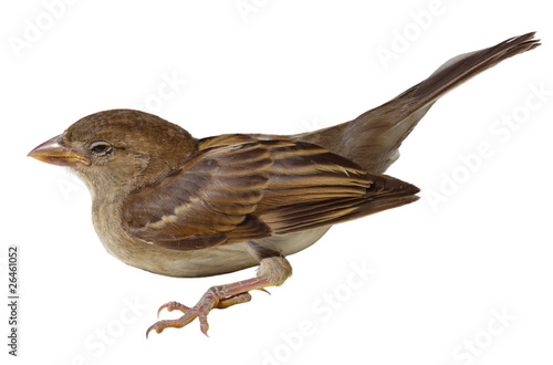 American Tree Sparrow