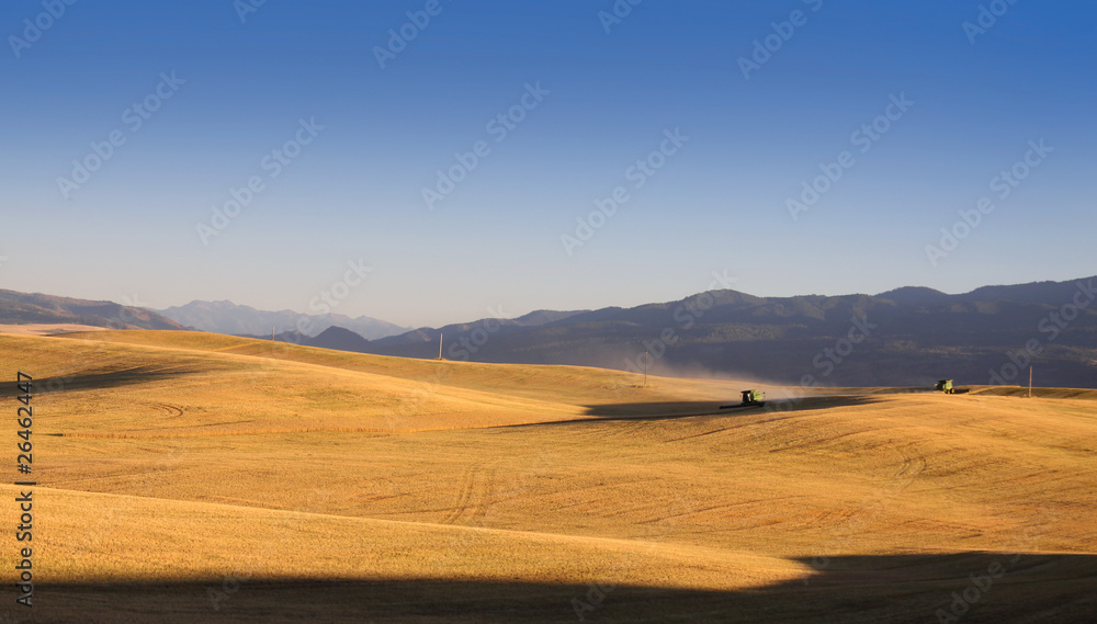 Fototapeta premium Harvesting the farm with heavy equipment