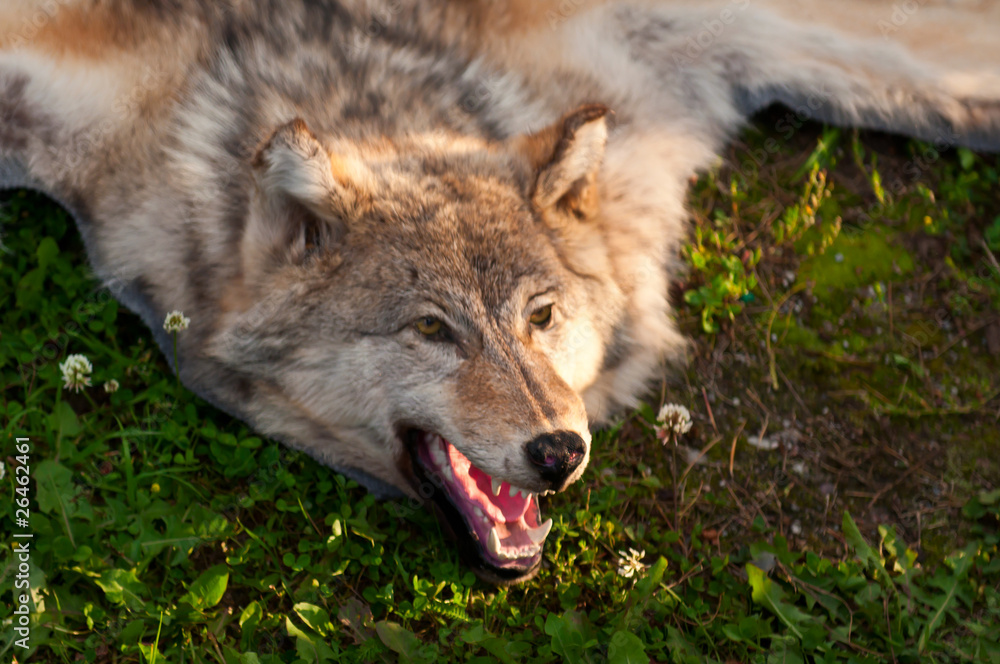 Obraz premium wolf