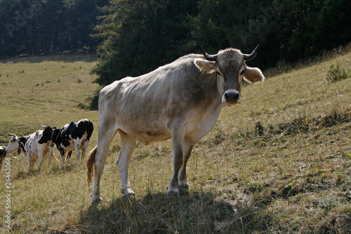 Wallpaper Mural Alpenrind - Alps cattle, Ox at the Monte Baldo, Italy Torontodigital.ca