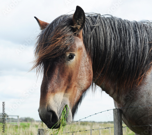 Obraz na plátně Head of a brabant draft horse chewing grass