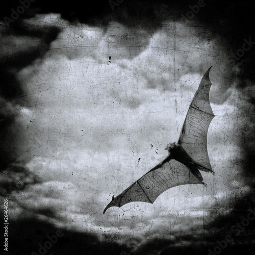 Canvastavla bat in the dark cloudy sky, perfect halloween background