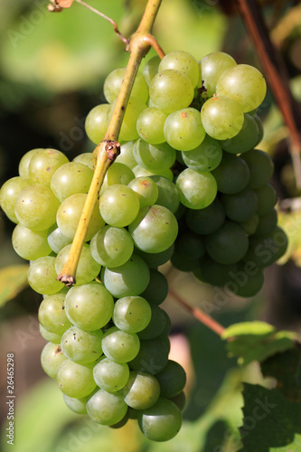 Grapes