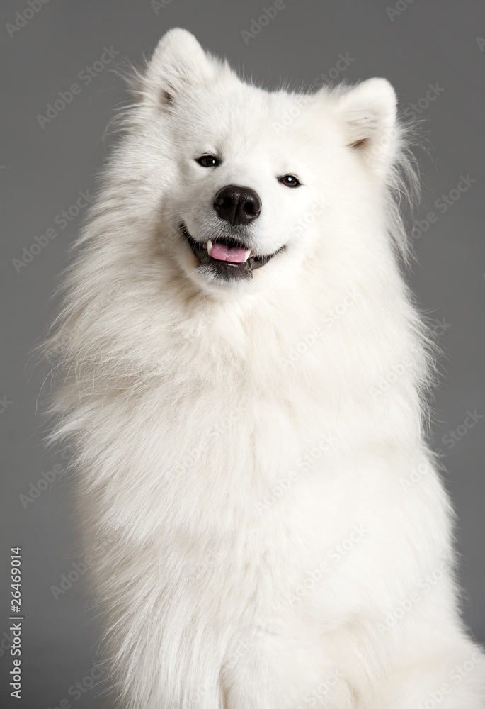 Samoyed dog Samoyed dog