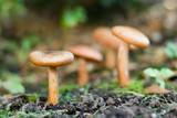 growing mushrooms