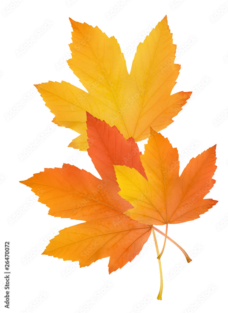 autumn leaves isolated on white background autumn leaves isolated on white background